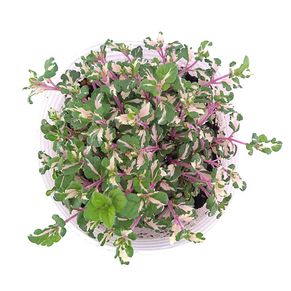 ベロニカ:レッドラインコンパクタ(斑入り)2.5号ロングポット