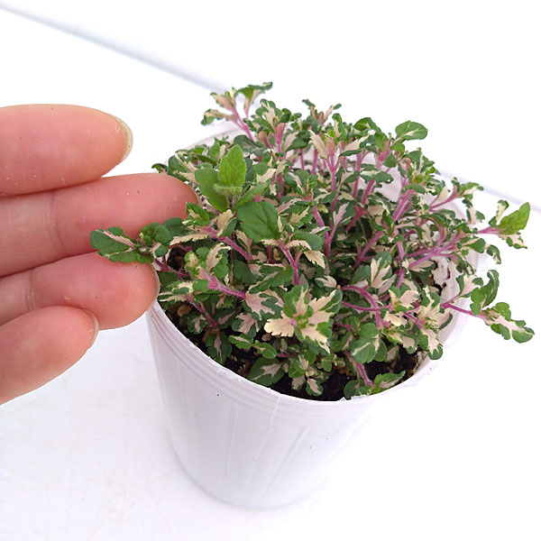 ベロニカ:レッドラインコンパクタ(斑入り)2.5号ロングポット