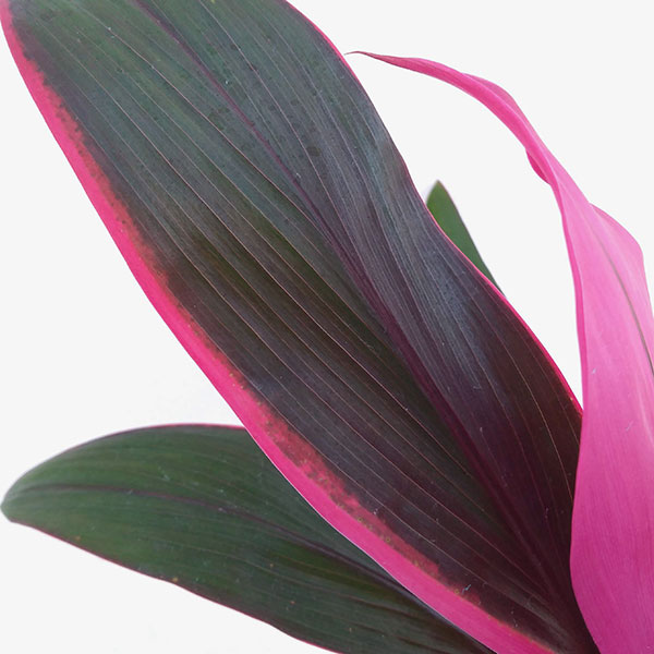 コルジリネ（コルディリネ）：アトム　4号鉢入り