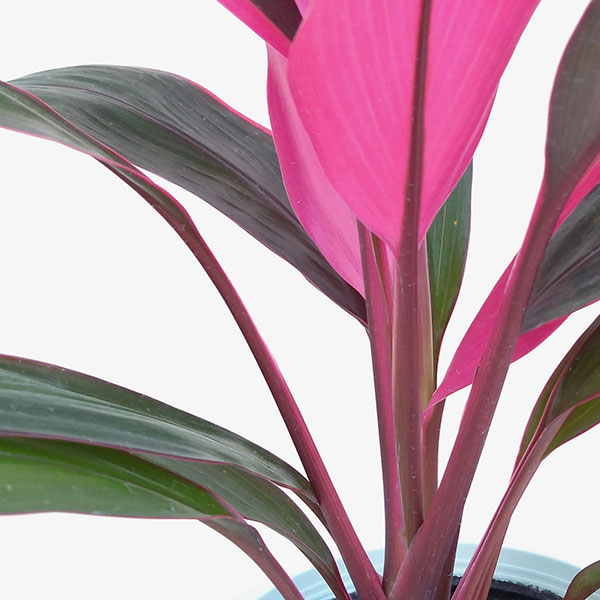 コルジリネ（コルディリネ）：アトム　4号鉢入り