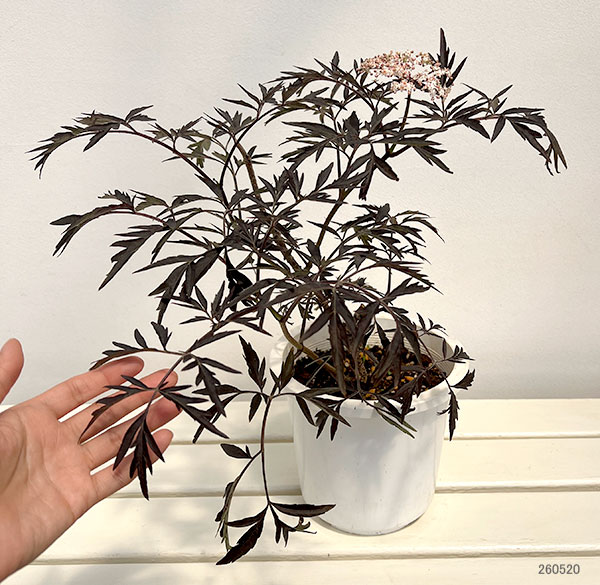 西洋ニワトコ（サンブカス）：ニグラ ブラックレース6号鉢植え