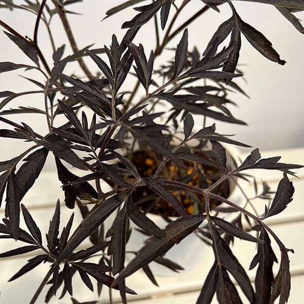 西洋ニワトコ（サンブカス）：ニグラ ブラックレース6号鉢植え