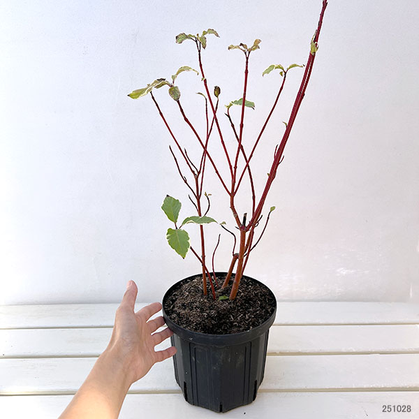 サンゴミズキ(コルヌスアルバ):エレガンティシマ6号ポット