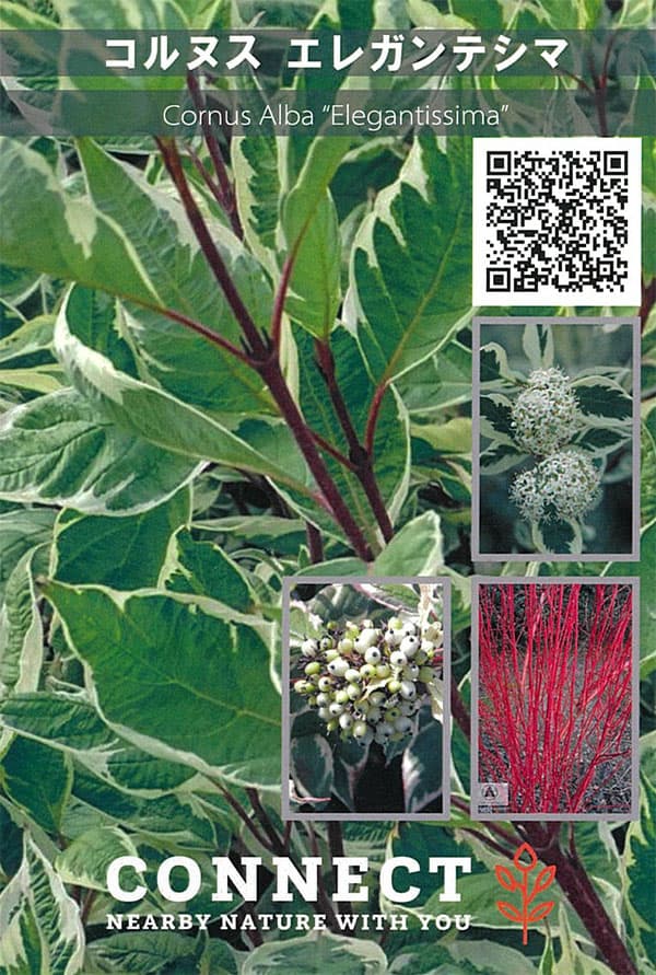 サンゴミズキ(コルヌスアルバ):エレガンティシマ6号ポット