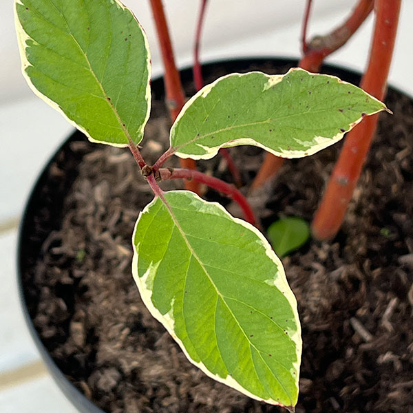 サンゴミズキ(コルヌスアルバ):エレガンティシマ6号ポット