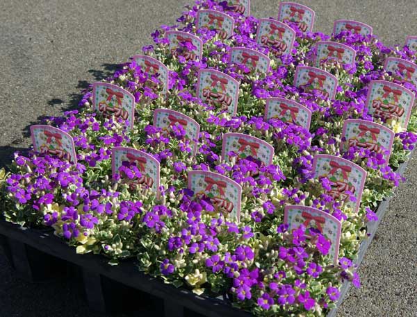 オーブリエチア　バリエガータ　斑入り 斑入オーブリエチア バリエガータ 【花苗 3号ポット】｜ 【植物