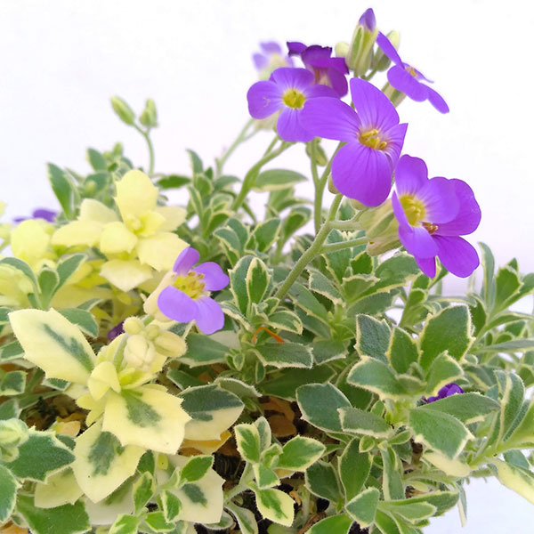 オーブリエチア　バリエガータ　斑入り 斑入オーブリエチア バリエガータ 【花苗 3号ポット】｜ 【植物