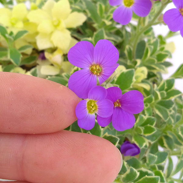 オーブリエチア　バリエガータ　斑入り 斑入オーブリエチア バリエガータ 【花苗 3号ポット】｜ 【植物