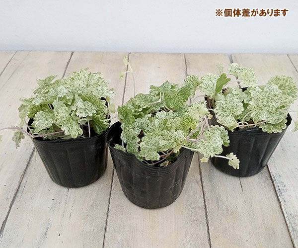 グレコマ(斑入りカキドオシ):ライムミント3-3.5号ポット