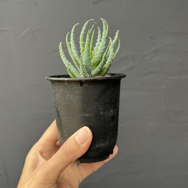 アロエ:フミリス 3号鉢植え