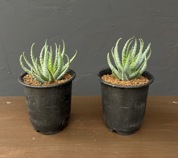 アロエ:フミリス 3号鉢植え