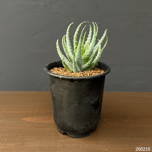 アロエ:フミリス 3号鉢植え