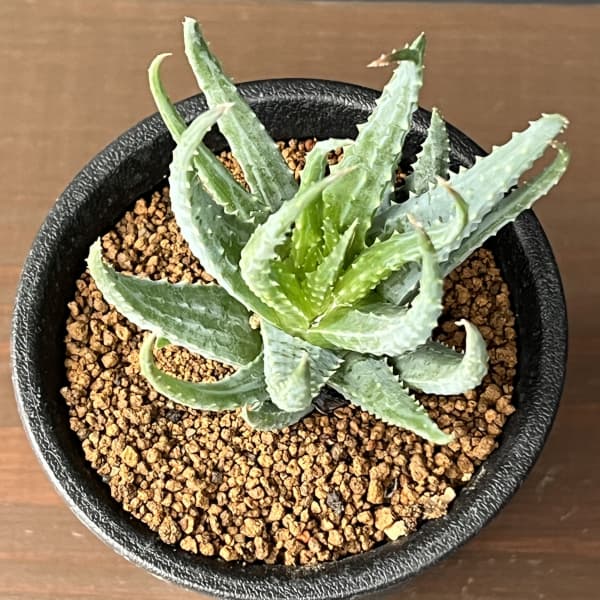 アロエ:フミリス 3号鉢植え