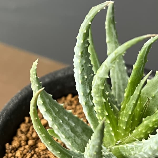 アロエ:フミリス 3号鉢植え