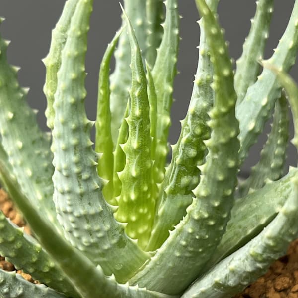 アロエ:フミリス 3号鉢植え