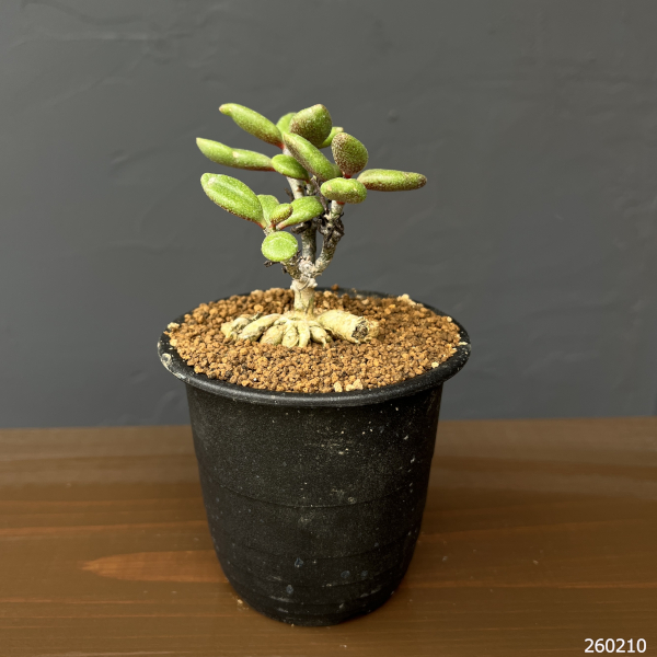 チレコドン：ステノカウリス　3号鉢植え