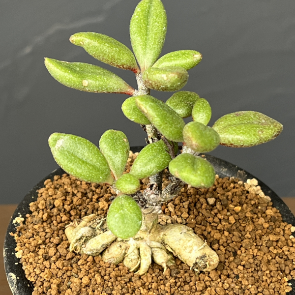 チレコドン：ステノカウリス　3号鉢植え