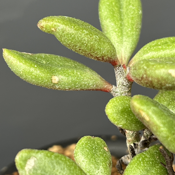 チレコドン：ステノカウリス　3号鉢植え