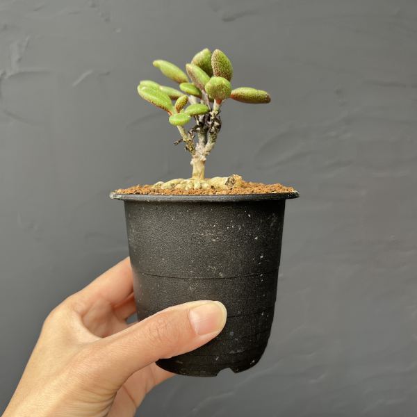 チレコドン：ステノカウリス　3号鉢植え