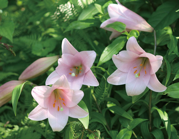 テッポウユリ(鉄砲百合):マニフィーク1球