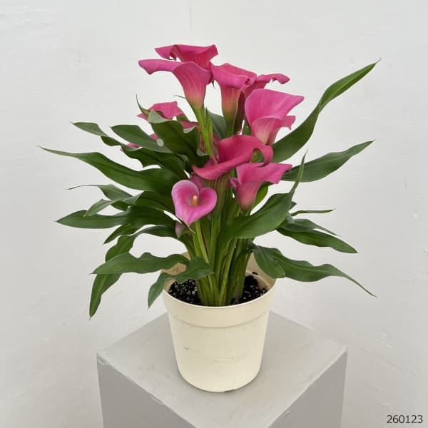 カラー:ピンク5号鉢植え