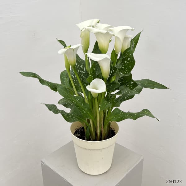 カラー:ホワイト5号鉢植え