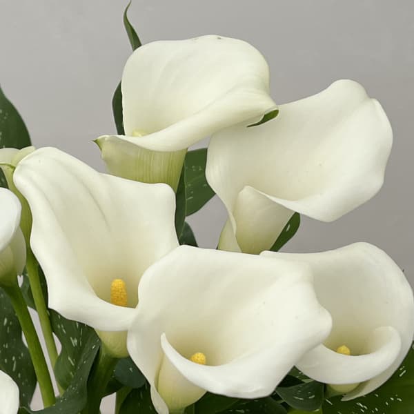 カラー:ホワイト5号鉢植え