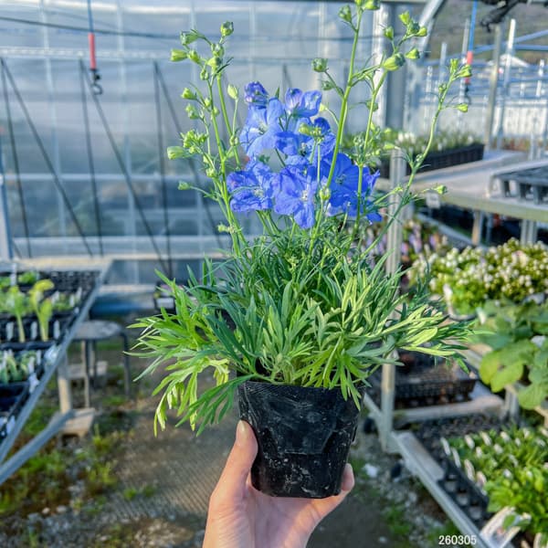 デルフィニウム：F1チアブルー3-3.5号ポット*