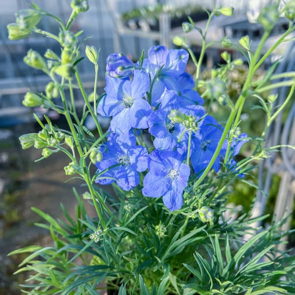 デルフィニウム：F1チアブルー3-3.5号ポット*