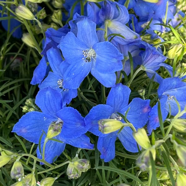 デルフィニウム：F1チアブルー3-3.5号ポット*