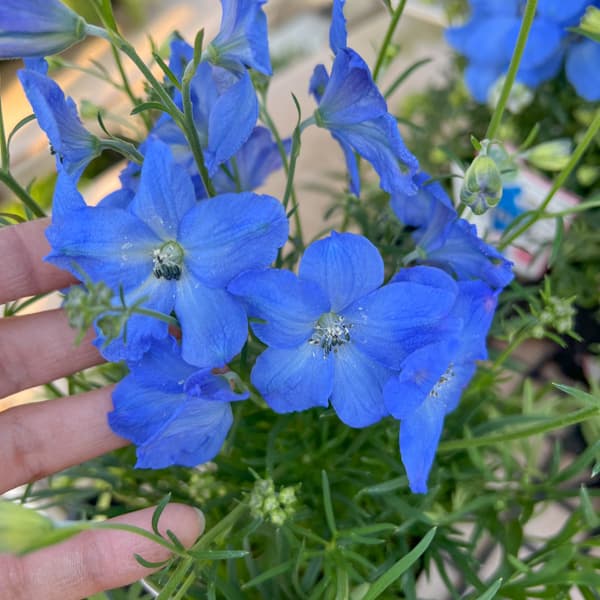 デルフィニウム：F1チアブルー3-3.5号ポット*