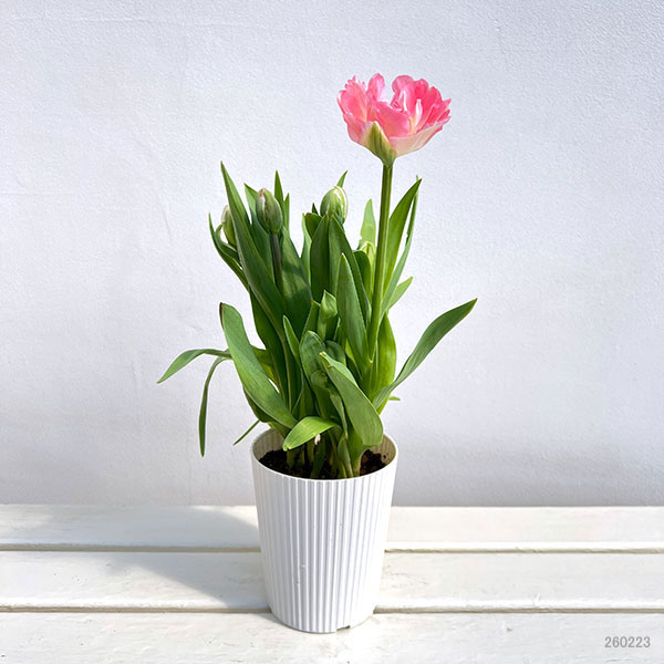 園芸ネット本店｜チューリップ：アンジェリケ4号鉢植え（5球入り） の