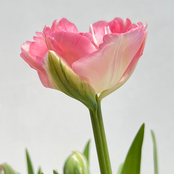 チューリップ：アンジェリケ4号鉢植え（5球入り）