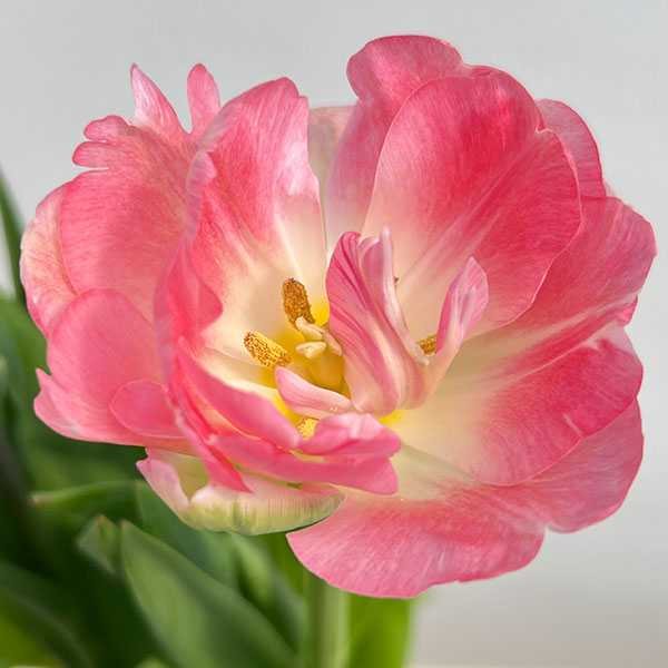 チューリップ：アンジェリケ4号鉢植え（5球入り）