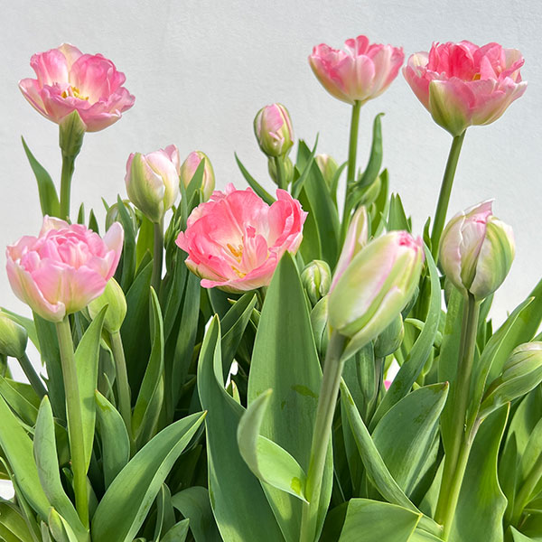 チューリップ：アンジェリケ4号鉢植え（5球入り）