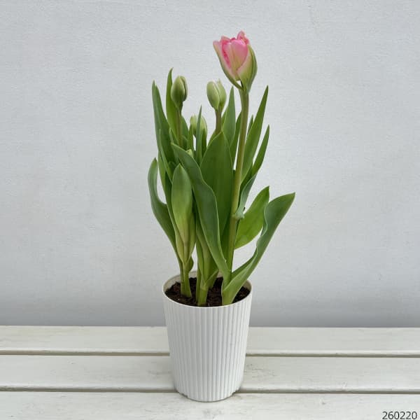 園芸ネット本店｜チューリップ：アンジェリケ4号鉢植え（5球入り） の