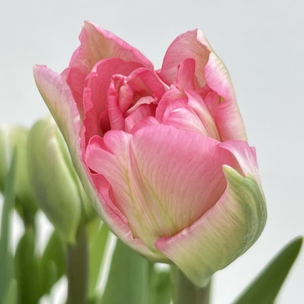 チューリップ：アンジェリケ4号鉢植え（5球入り）