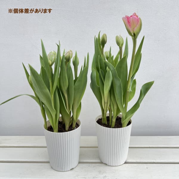 園芸ネット本店｜チューリップ：アンジェリケ4号鉢植え（5球入り） の