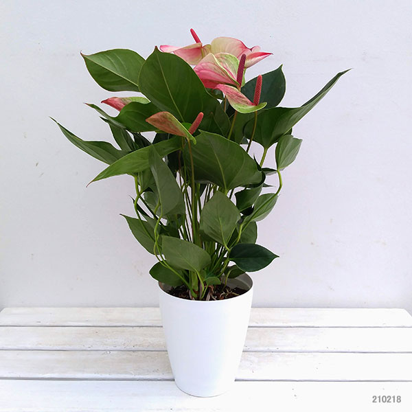 アンスリウム：ミスティーク 6号鉢植え*