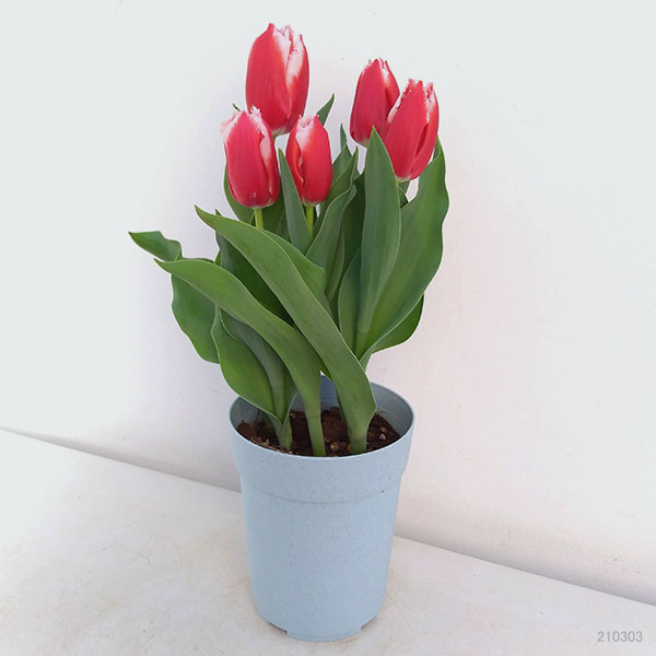 チューリップ：カナスタ5号鉢植え