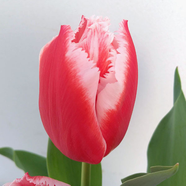 チューリップ：カナスタ5号鉢植え