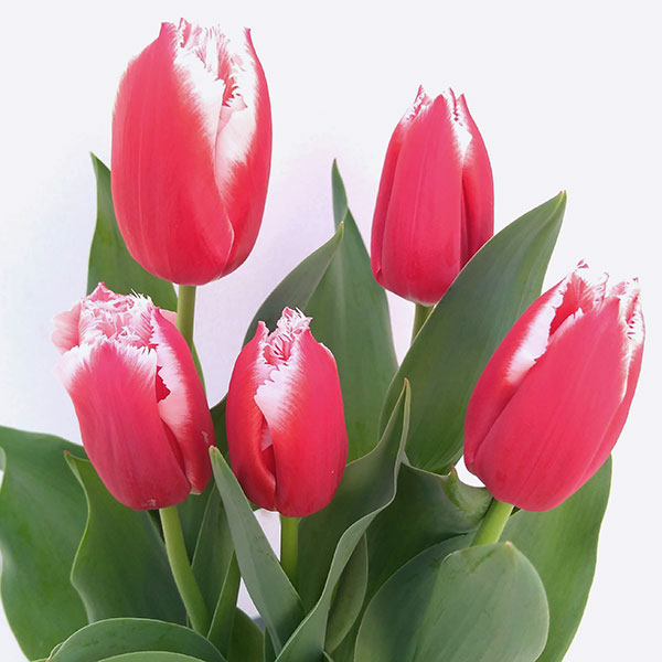 チューリップ：カナスタ5号鉢植え