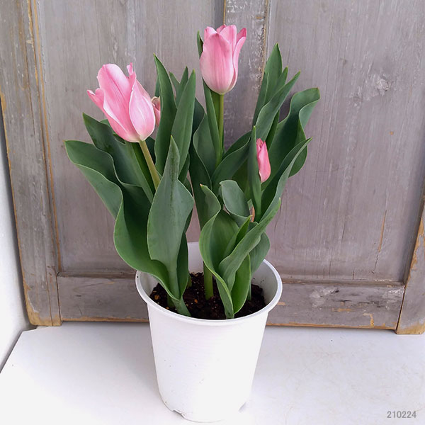 チューリップ：ライトピンクプリンス5号鉢植え（6球植え）