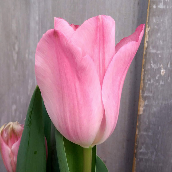 チューリップ：ライトピンクプリンス5号鉢植え（6球植え）