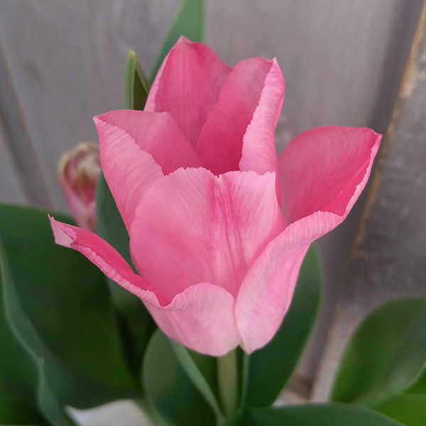 チューリップ：ライトピンクプリンス5号鉢植え（6球植え）
