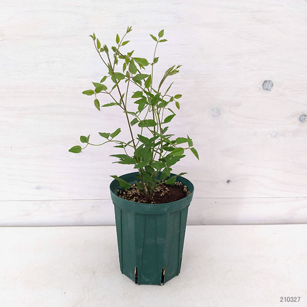 クレマチス：アストラノバ4号ロングポット（ビチセラ系）