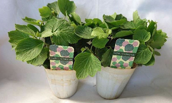 園芸ネット本店｜ヘデラ（アイビー）：ヘリックス コックルシェル2.5号