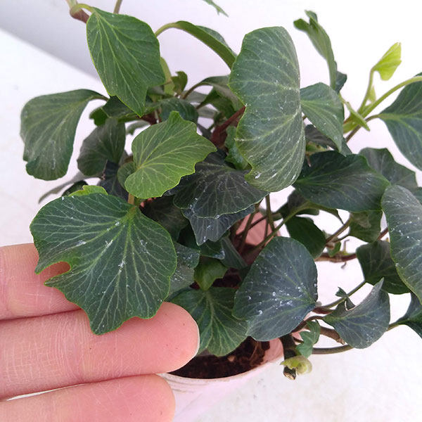 園芸ネット本店｜ヘデラ（アイビー）：ヘリックス コックルシェル2.5号