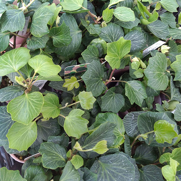 園芸ネット本店｜ヘデラ（アイビー）：ヘリックス コックルシェル2.5号