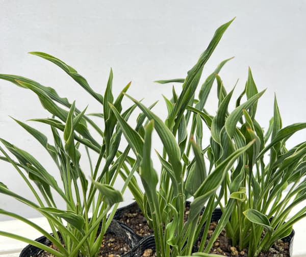 ギボウシ:プレイングハンズ3.5号ポット